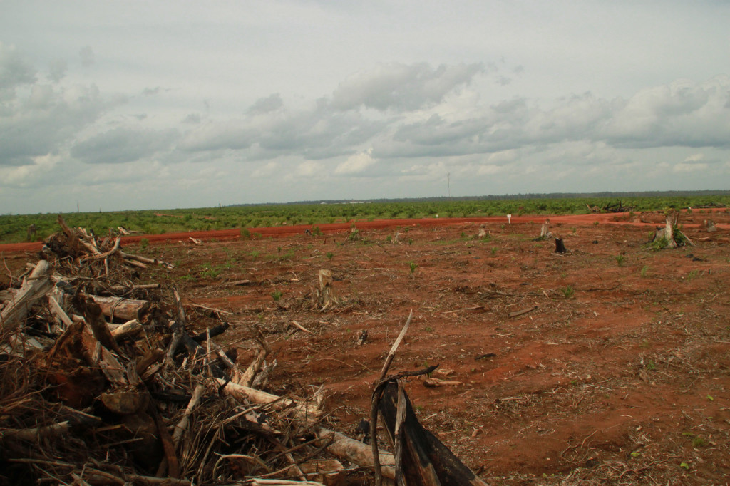 land cleared for palm oil production