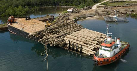Merbau logs are loaded onto barge in Kaimana, West Papua.